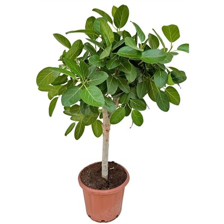 Ficus Ben Audrey On Stem