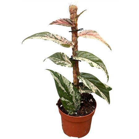 Ficus Sagittata Variegata Pink