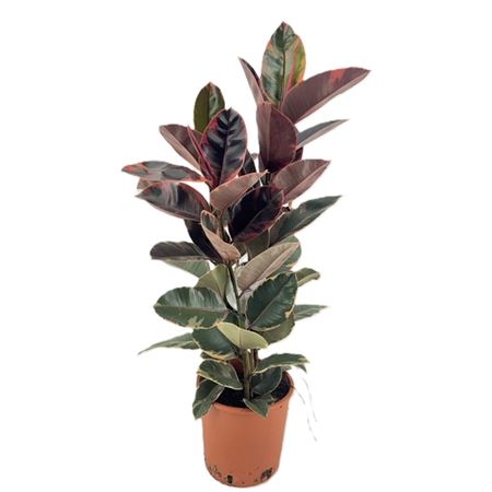 Ficus El Belize 3pp