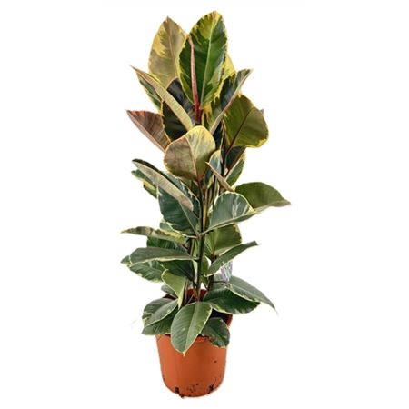 Ficus El Tineke 3pp