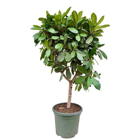 Ficus Cyathistipula.