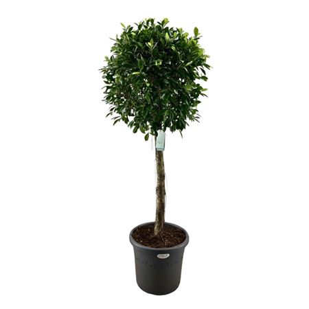 Ficus Nitida On Stem