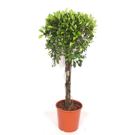 Ficus Nitida On Stem