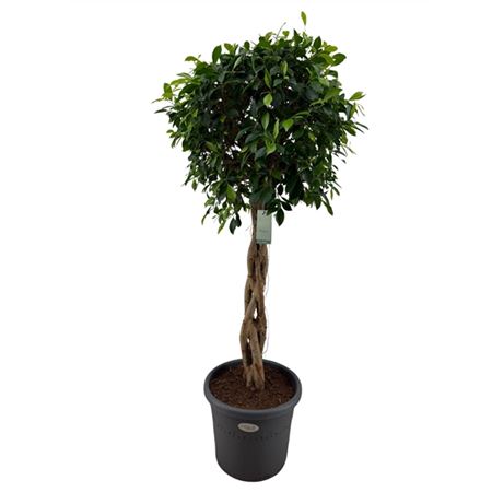 Ficus Be Columnar Twisted Stem