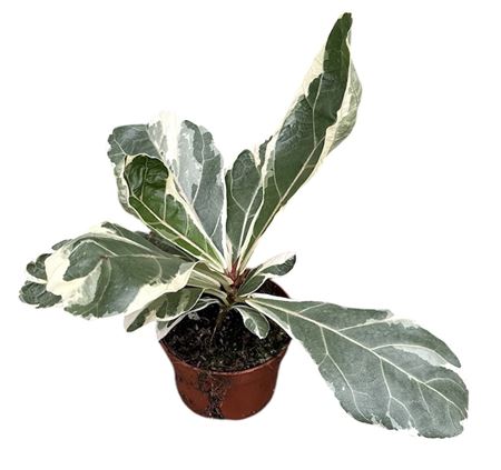 Ficus Lyrata Variegata