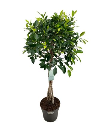 Ficus Nitida Twisted Stem