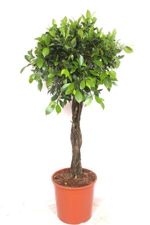 Ficus Nitida Twisted Stem