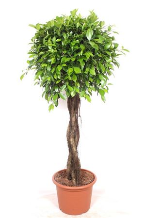 Ficus Nitida Twisted Stem