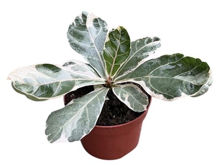 Ficus Lyrata Variegata