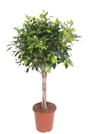 Ficus Nitida Twisted Stem