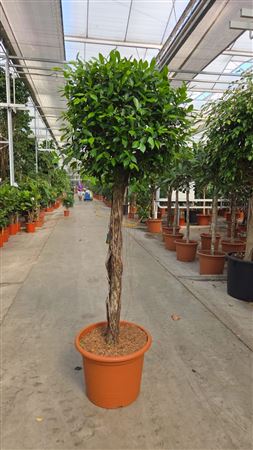 Ficus Nitida On Stem