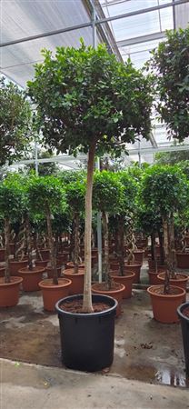 Ficus Nitida On Stem