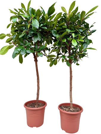 Ficus Cyathistipula P32 Ficuscya32