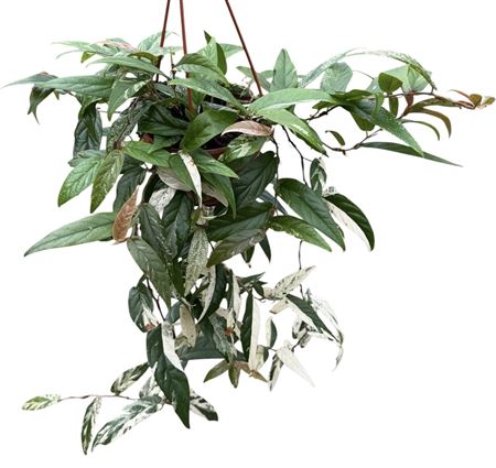 Ficus Sagittata Variegata Pink