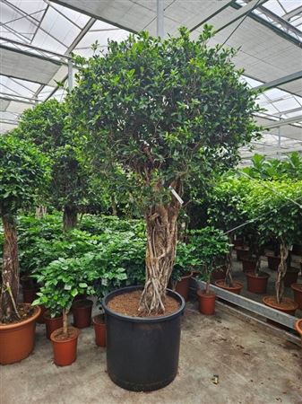 Ficus Nitida