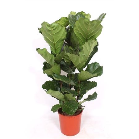 Ficus Lyrata 3pp