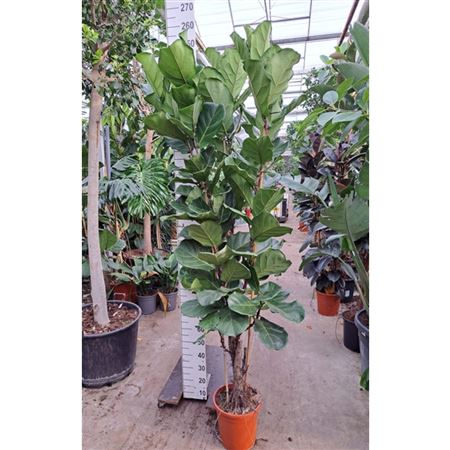 Ficus Lyrata Branched.