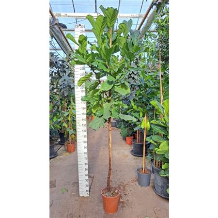 Ficus Lyrata On Stem