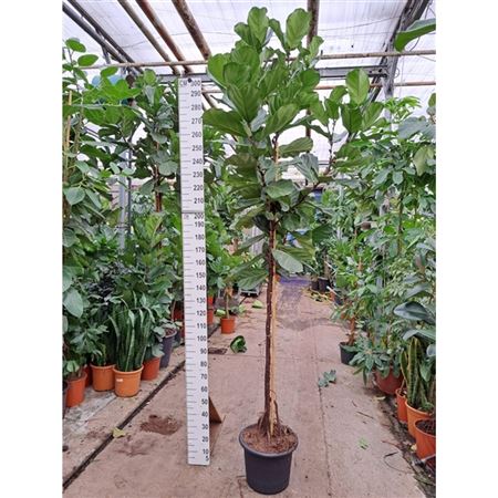 Ficus Lyrata On Stem