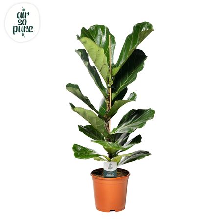 Ficus Lyrata (air So Pure)