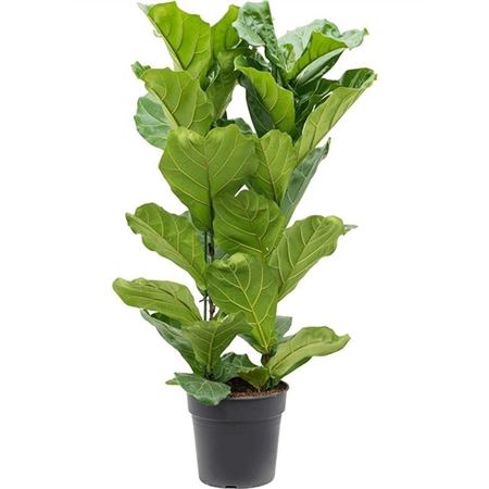 Ficus Lyrata 2pp
