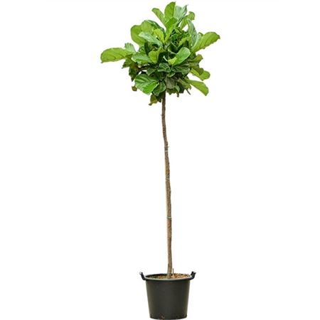 Ficus Lyrata On Stem