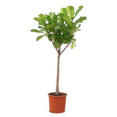 Ficus Lyrata On Stem