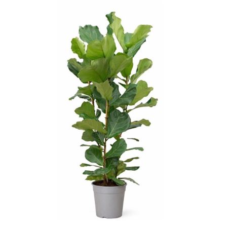 Ficus Lyrata 3pp