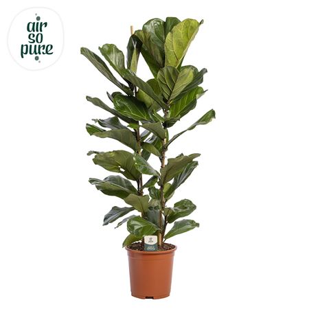 Ficus Lyrata 2pp (air So Pure)