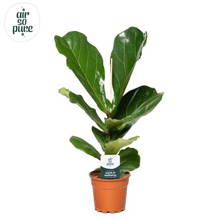 Ficus Lyrata (air So Pure)