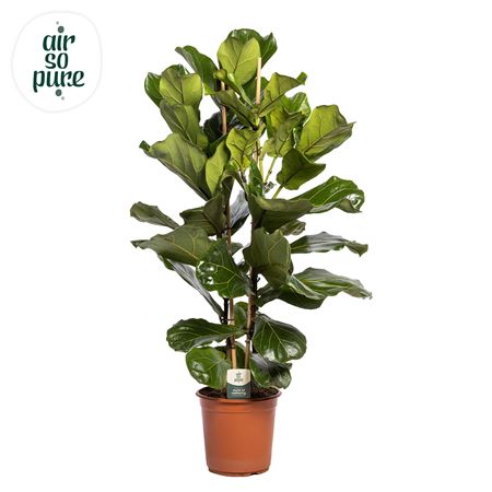 Ficus Lyrata 2pp