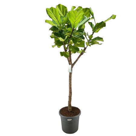 Ficus Lyrata On Stem