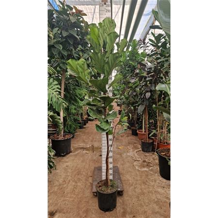 Ficus Lyrata On Stem