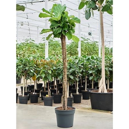 Ficus Lyrata