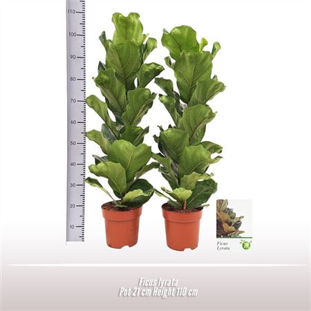 Ficus Lyrata