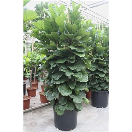 Ficus Lyrata 3pp