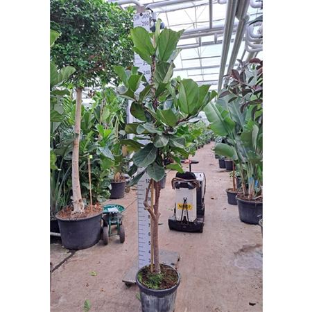 Ficus Lyrata Fat Stamm