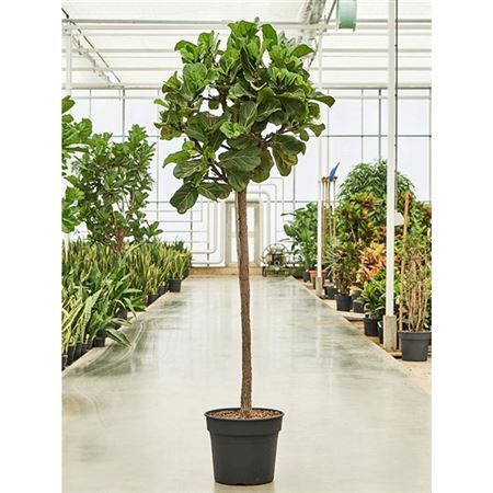 Ficus Lyrata