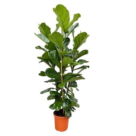 Ficus Lyrata 3pp