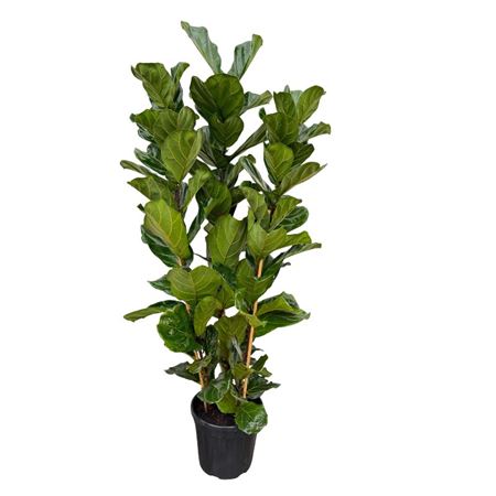 Ficus Lyrata 3pp