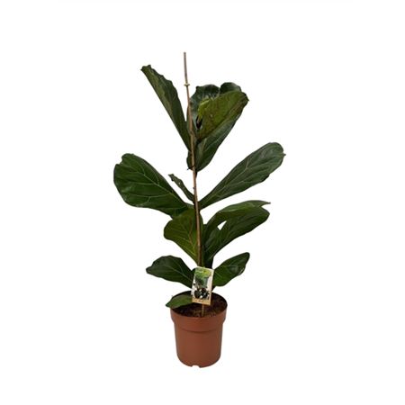 Ficus Lyrata