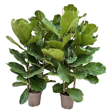 Ficus Lyrata 3pp