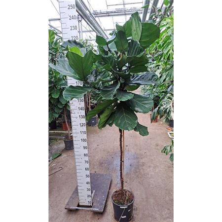 Ficus Lyrata Multi Stem