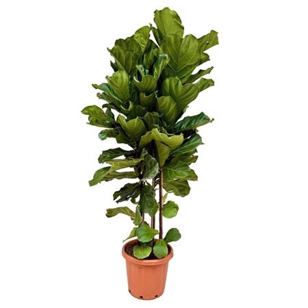 Ficus Lyrata 3pp