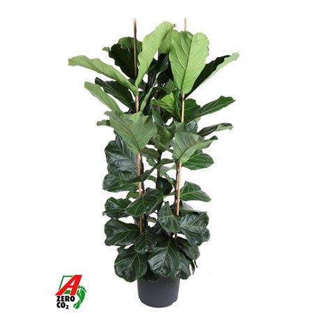 Ficus Lyrata 3pp