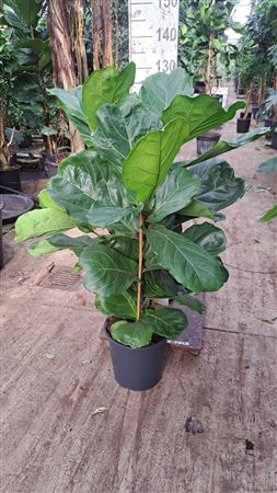 Ficus Lyrata 3pp