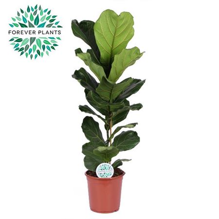 Ficus Lyrata 1pp