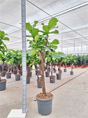 Ficus Lyrata