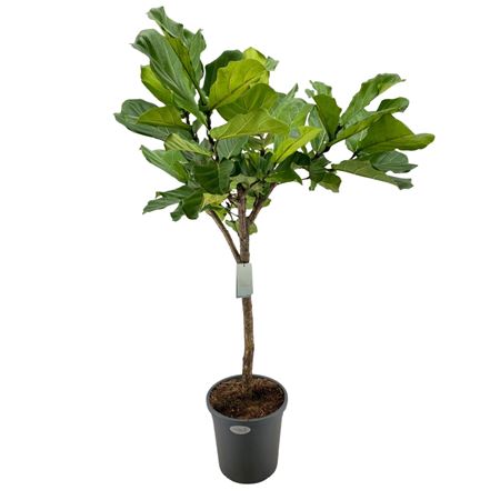 Ficus Lyrata On Stem