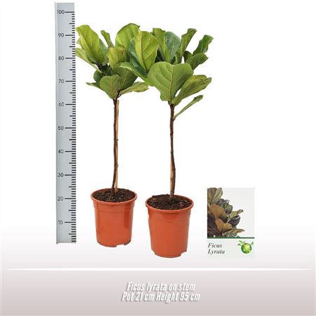 Ficus Lyrata On Stem